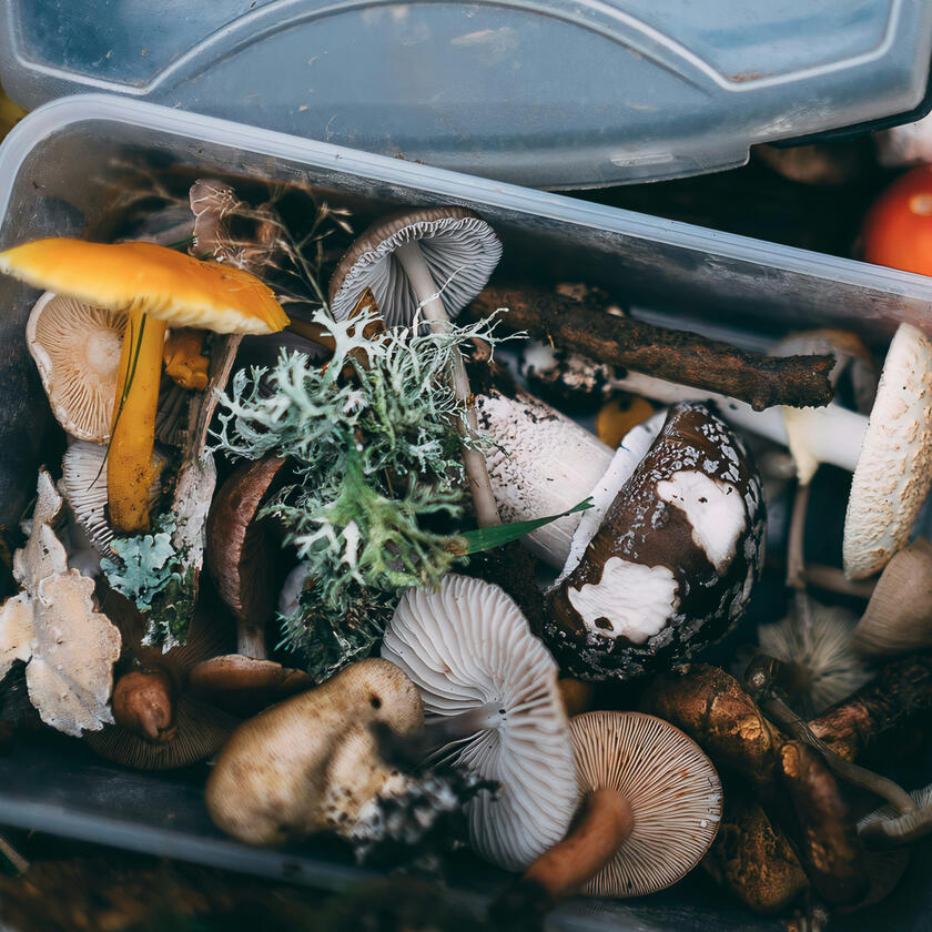 foraging
